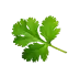 Blatt, Blätter, Pflanzblatt, grünes Blatt, Blattwerk, frisches Blatt, Baumblatt, Blattstruktur, Blätter sammeln, Blattpflanze